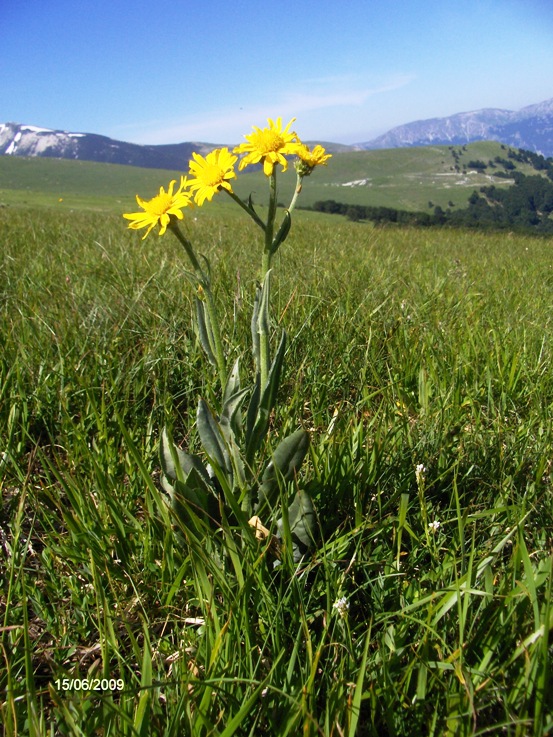 Senecio provincialis / Senecione provenzale